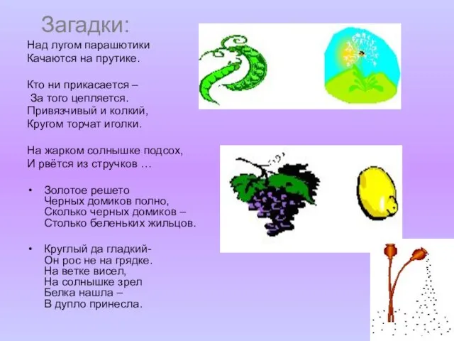 Загадки: Над лугом парашютики Качаются на прутике. Кто ни прикасается – За