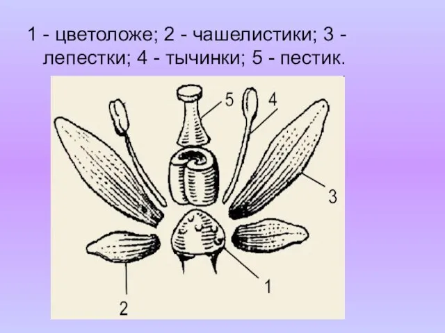 1 - цветоложе; 2 - чашелистики; 3 - лепестки; 4 - тычинки; 5 - пестик.