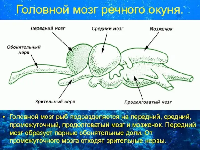 Головной мозг речного окуня. Головной мозг рыб подразделяется на передний, средний, промежуточный,