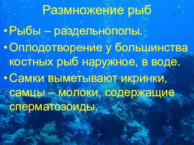 Размножение рыб Рыбы – раздельнополы. Оплодотворение у большинства костных рыб наружное, в