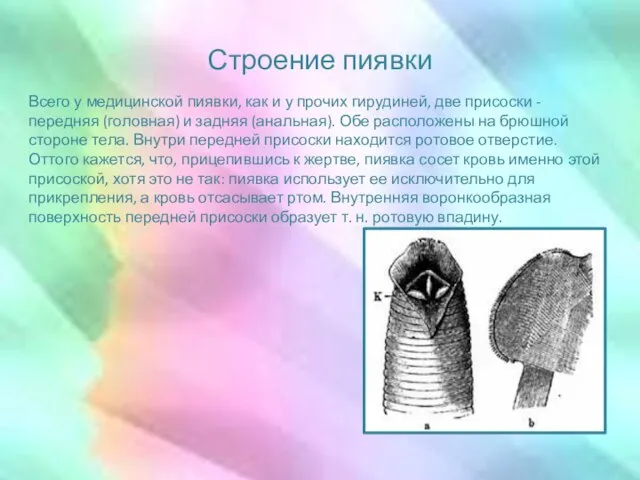 Строение пиявки Всего у медицинской пиявки, как и у прочих гирудиней, две