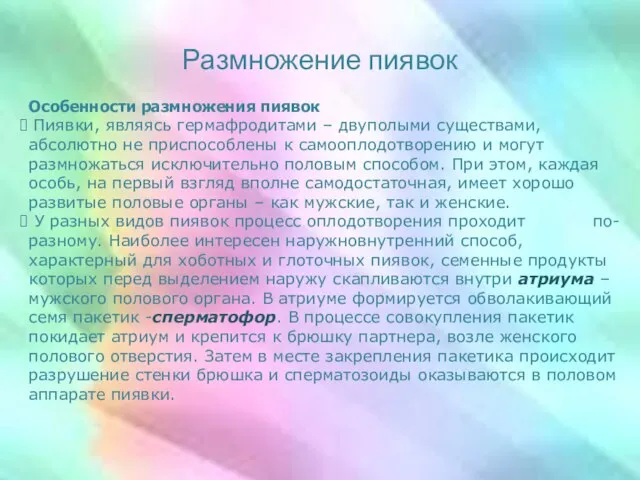 Размножение пиявок Особенности размножения пиявок Пиявки, являясь гермафродитами – двуполыми существами, абсолютно