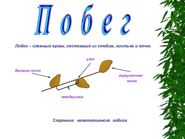 Строение вегетативного побега узел верхушечная почка боковая почка междоузлие Побег – сложный