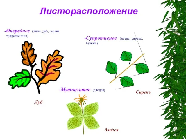 Листорасположение Очередное (липа, дуб, герань, традесканция) Супротивное (ясень, сирень, бузина) Мутовчатое (элодея) Элодея Дуб Сирень