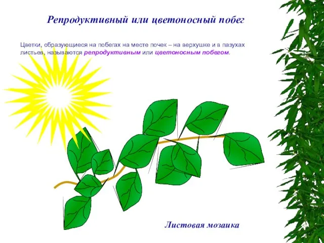 Репродуктивный или цветоносный побег Листовая мозаика Цветки, образующиеся на побегах на месте