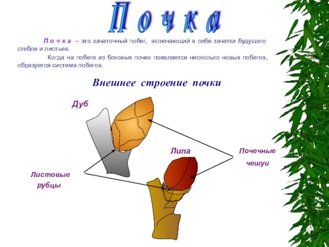 Внешнее строение почки П о ч к а – это зачаточный побег,