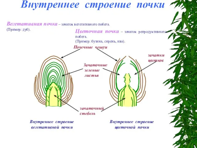 Вегетативная почка – зачаток вегетативного побега. (Пример: дуб). Внутреннее строение вегетативной почки