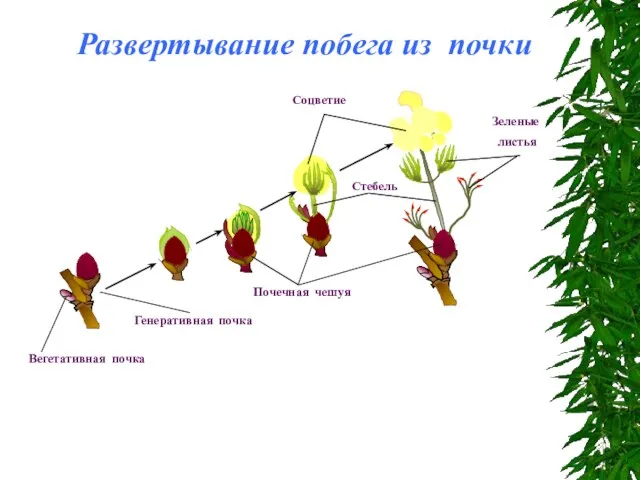 Развертывание побега из почки Зеленые листья