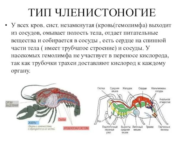 ТИП ЧЛЕНИСТОНОГИЕ У всех кров. сист. незамкнутая (кровь(гемолимфа) выходит из сосудов, омывает