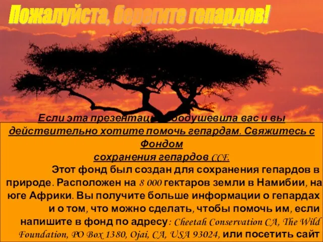 Пожалуйста, берегите гепардов! Если эта презентация воодушевила вас и вы действительно хотите