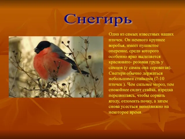 Снегирь Одна из самых известных наших птичек. Он немного крупнее воробья, имеет