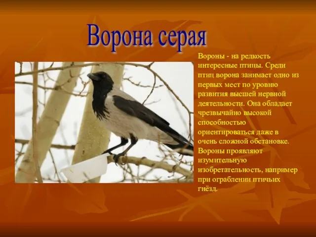 Ворона серая Вороны - на редкость интересные птицы. Среди птиц ворона занимает
