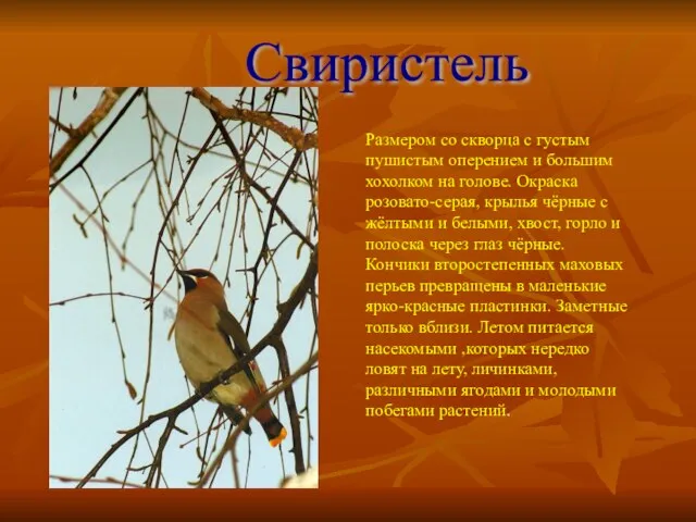 Свиристель Размером со скворца с густым пушистым оперением и большим хохолком на