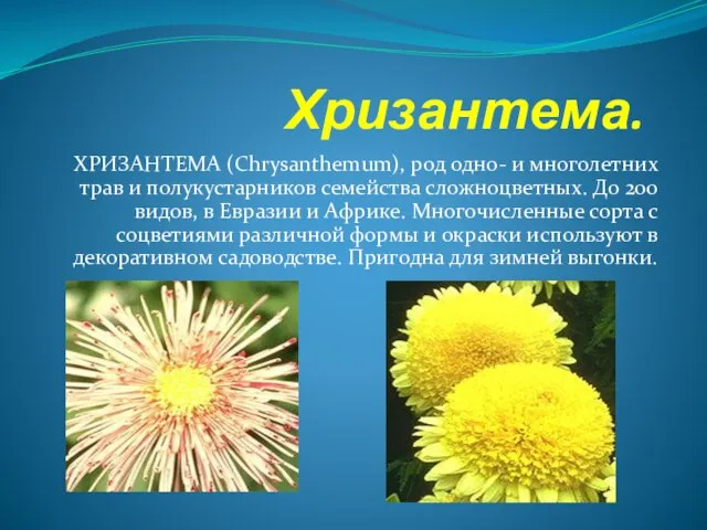 Хризантема. ХРИЗАНТЕМА (Chrysanthemum), род одно- и многолетних трав и полукустарников семейства сложноцветных.