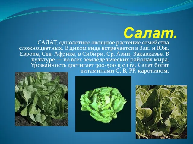 Салат. САЛАТ, однолетнее овощное растение семейства сложноцветных. В диком виде встречается в