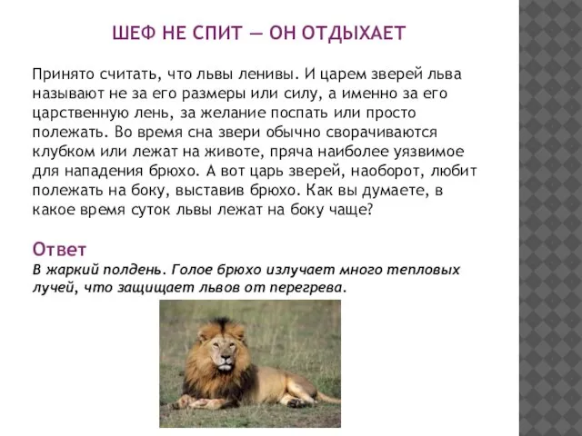 ШЕФ НЕ СПИТ — ОН ОТДЫХАЕТ Принято считать, что львы ленивы. И