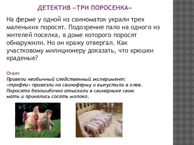 ДЕТЕКТИВ «ТРИ ПОРОСЕНКА» На ферме у одной из свиноматок украли трех маленьких