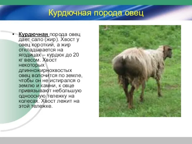 Курдючная порода овец Курдючная порода овец дает сало (жир). Хвост у овец