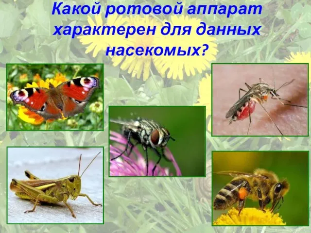 Какой ротовой аппарат характерен для данных насекомых?