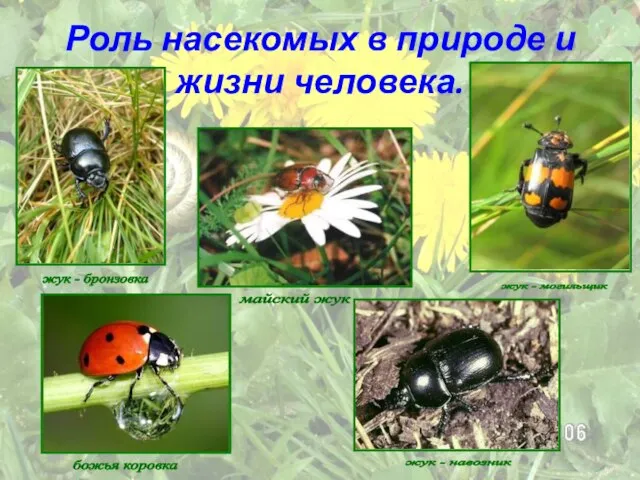Роль насекомых в природе и жизни человека. майский жук жук - могильщик
