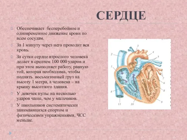 СЕРДЦЕ Обеспечивает бесперебойное и одновременное движение крови по всем сосудам. За 1