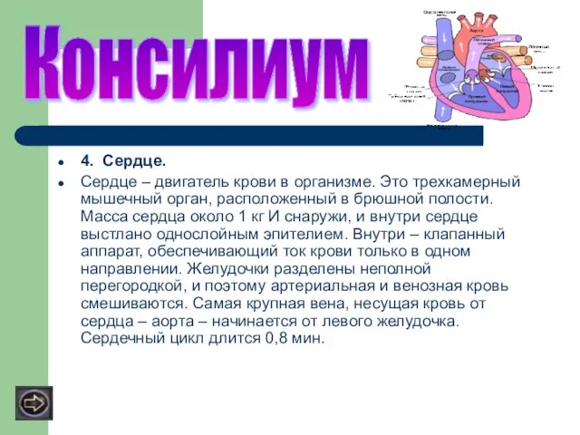 4. Сердце. Сердце – двигатель крови в организме. Это трехкамерный мышечный орган,