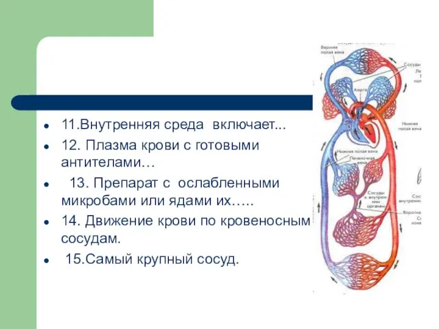 11.Внутренняя среда включает... 12. Плазма крови с готовыми антителами… 13. Препарат с