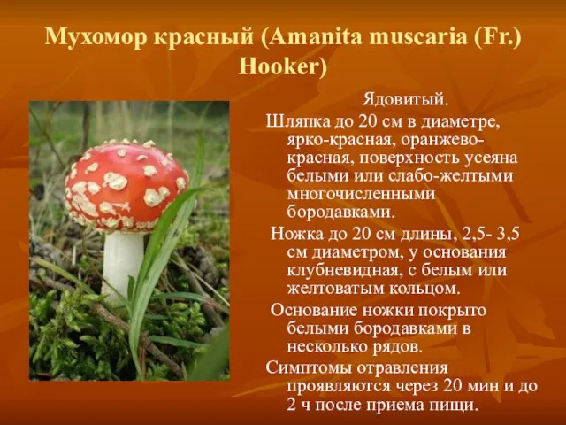 Мухомор красный (Amanita muscaria (Fr.) Hooker) Ядовитый. Шляпка до 20 см в