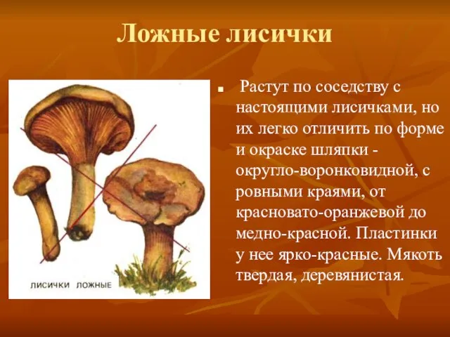 Ложные лисички Растут по соседству с настоящими лисичками, но их легко отличить