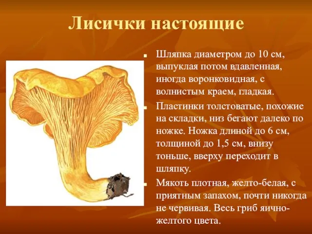 Лисички настоящие Шляпка диаметром до 10 см, выпуклая потом вдавленная, иногда воронковидная,