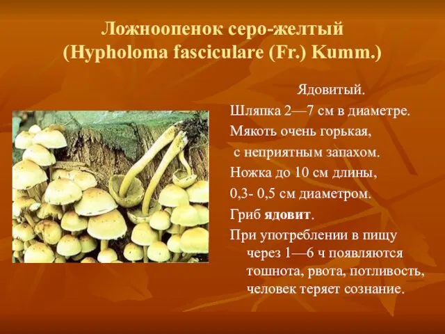 Ложноопенок серо-желтый (Hypholoma fasciculare (Fr.) Kumm.) Ядовитый. Шляпка 2—7 см в диаметре.