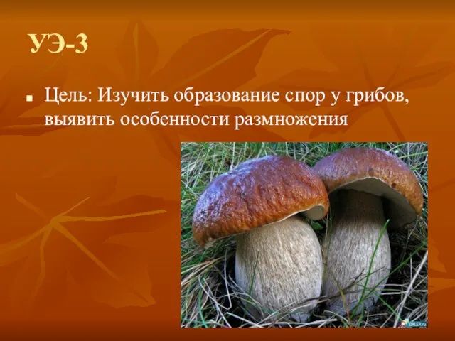 УЭ-3 Цель: Изучить образование спор у грибов, выявить особенности размножения