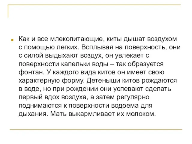 Как и все млекопитающие, киты дышат воздухом с помощью легких. Всплывая на