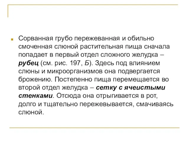 Сорванная грубо пережеванная и обильно смоченная слюной растительная пища сначала попадает в