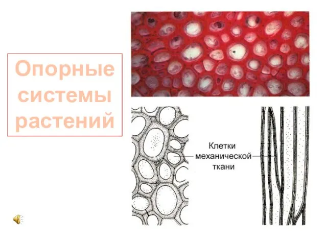 Опорные системы растений