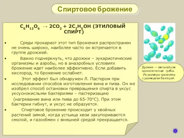 Спиртовое брожение Дрожжи — мельчайшие одноклеточные грибы. Их размеры сравнимы с размерами