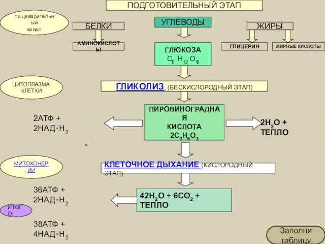 ПОДГОТОВИТЕЛЬНЫЙ ЭТАП БЕЛКИ УГЛЕВОДЫ ЖИРЫ пищеварительный канал АМИНОКИСЛОТЫ ГЛЮКОЗА C6 H12 O