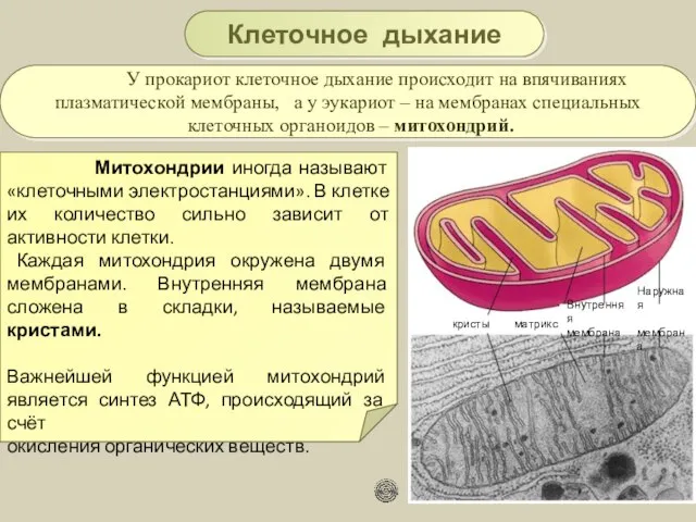 У прокариот клеточное дыхание происходит на впячиваниях плазматической мембраны, а у эукариот