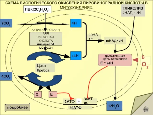 СХЕМА БИОЛОГИЧЕСКОГО ОКИСЛЕНИЯ ПИРОВИНОГРАДНОЙ КИСЛОТЫ В МИТОХОНДРИЯХ. ПВК(2С3Н4О3) 2СО2 АКТИВИЗИРОВАННАЯЯ УКСУСНАЯ КИСЛОТА