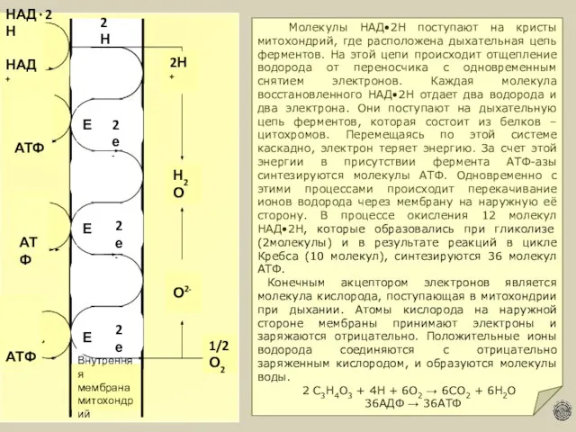 Молекулы НАД•2Н поступают на кристы митохондрий, где расположена дыхательная цепь ферментов. На