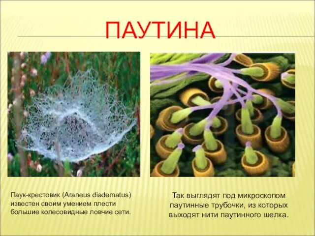 ПАУТИНА Паук-крестовик (Araneus diadematus) известен своим умением плести большие колесовидные ловчие сети.