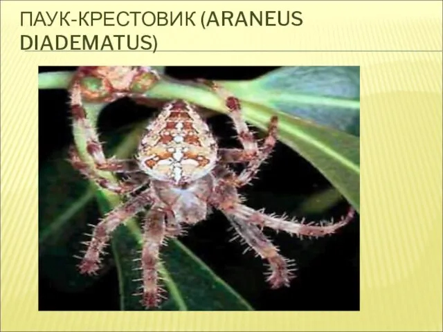 ПАУК-КРЕСТОВИК (ARANEUS DIADEMATUS)