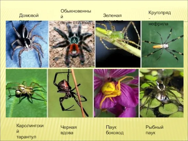 Домовой паук Обыкновенный паук- птицеед Зеленая певцетия Кругопряд- нефрила Каролингский тарантул Черная