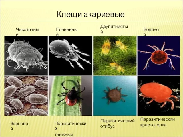 Клещи акариевые Чесоточный Почвенный Двупятнистый паутинный Водяной Зерновой Паразитический таежный Паразитический отибус Паразитический краснотелка