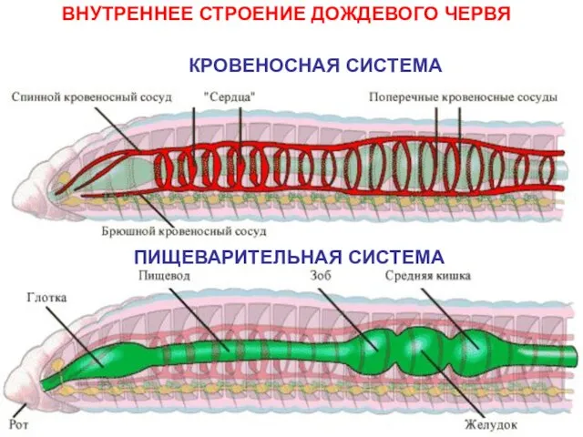 ВНУТРЕННЕЕ СТРОЕНИЕ ДОЖДЕВОГО ЧЕРВЯ КРОВЕНОСНАЯ СИСТЕМА ПИЩЕВАРИТЕЛЬНАЯ СИСТЕМА