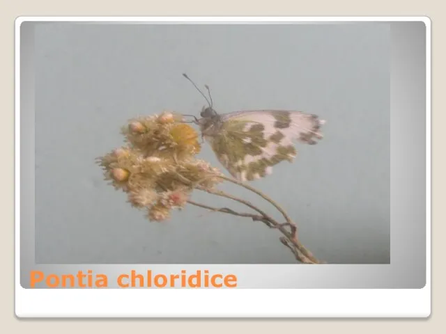 Pontia chloridice