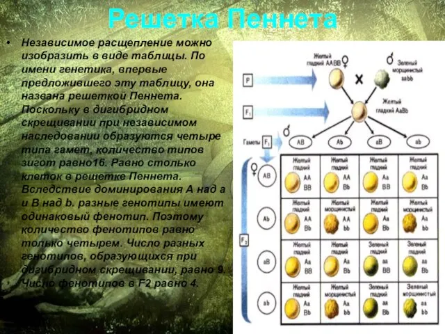 Решетка Пеннета Независимое расщепление можно изобразить в виде таблицы. По имени генетика,