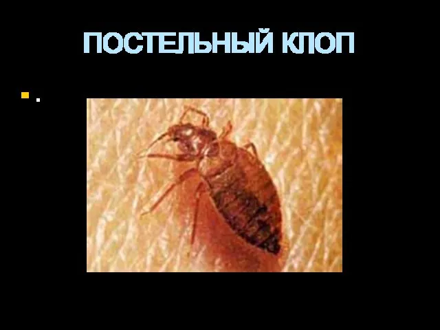 ПОСТЕЛЬНЫЙ КЛОП .