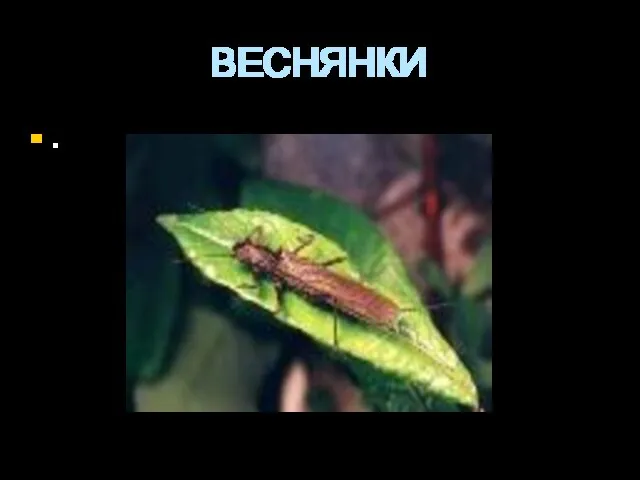 ВЕСНЯНКИ .