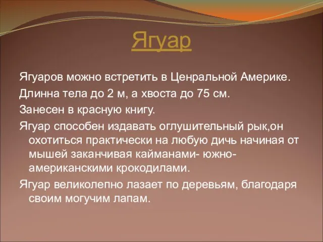 Ягуар Ягуаров можно встретить в Ценральной Америке. Длинна тела до 2 м,